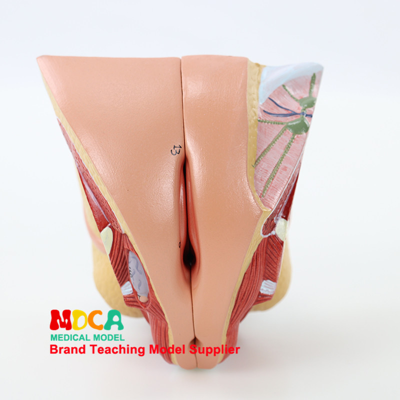 여성 모델 가족 계획 모델 의료 교육 MSZXT007