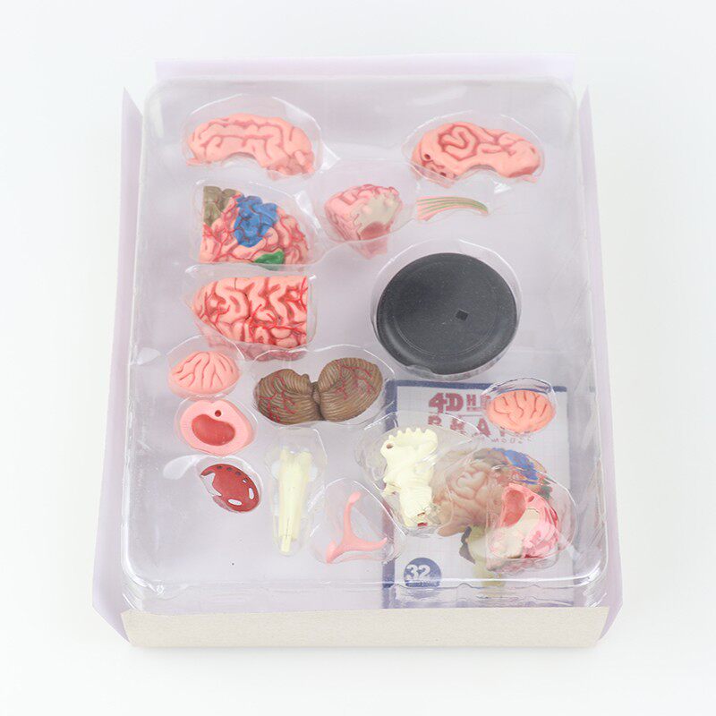 뇌 해부학 모델 인간의 오른쪽 반구 기능 영역 인간의 뇌 신경 뇌간 구조 부문 의료 교육 도구