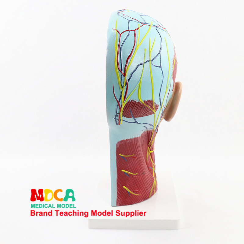 의료 머리 시상 섹션 두개골 표면 혈관 신경 모델 두개골 두개골 의료 교육 MTG017