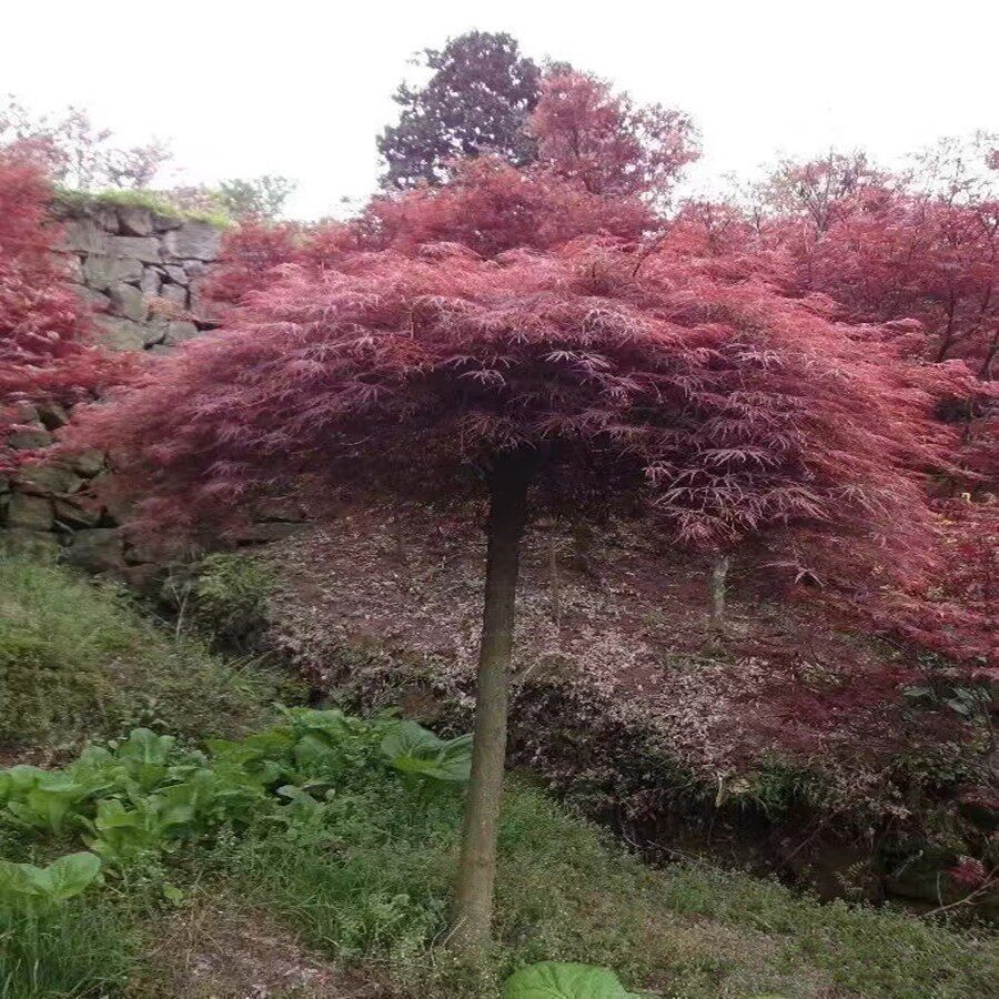 羽毛枫树苗日本垂枝红羽毛枫盆景庭院别墅绿化苗木耐寒彩叶风景树图片