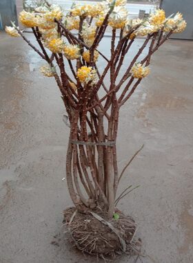 结香花苗丛生结香大苗耐寒浓香花卉植物庭院绿化喜花打结花梦冬花