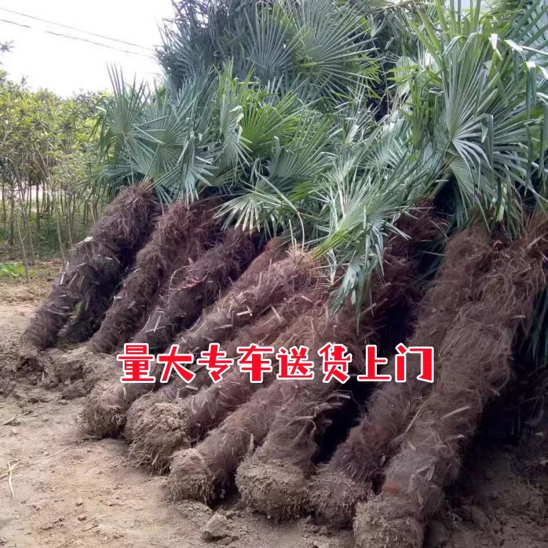 棕榈树苗庭院绿化植物耐寒四季常青扇子树室外棕榈苗园林棕榈树