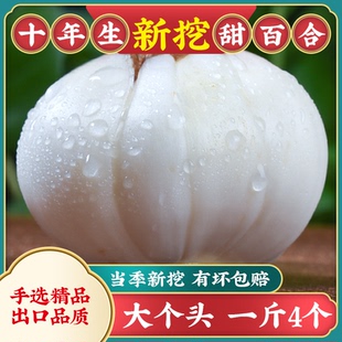 10年生大个头兰州新鲜甜百合500g食用特产非百合干特级 1斤4颗