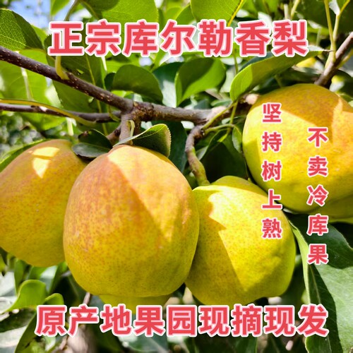 新疆库尔勒香梨当季新鲜孕妇水果整箱香脆甜多汁现摘现发