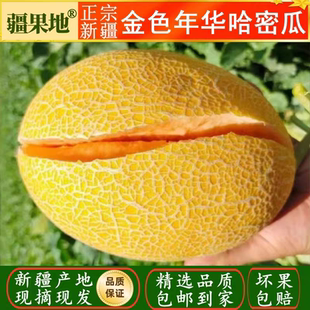 正宗新疆哈密瓜新疆产地直发烂果包赔脆甜多汁皮薄肉送礼自吃首选