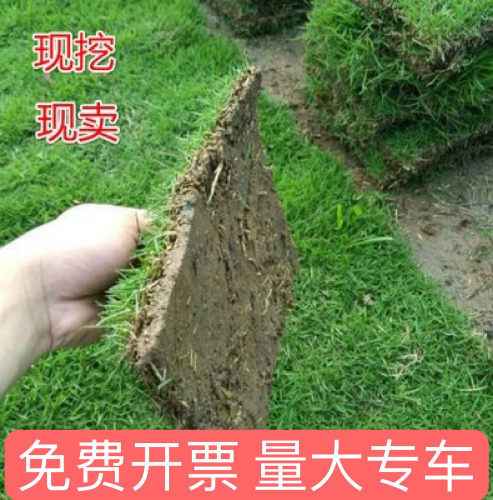 草皮真草坪带泥土别墅花园绿化四季青果岭草台湾草马尼拉草皮带土