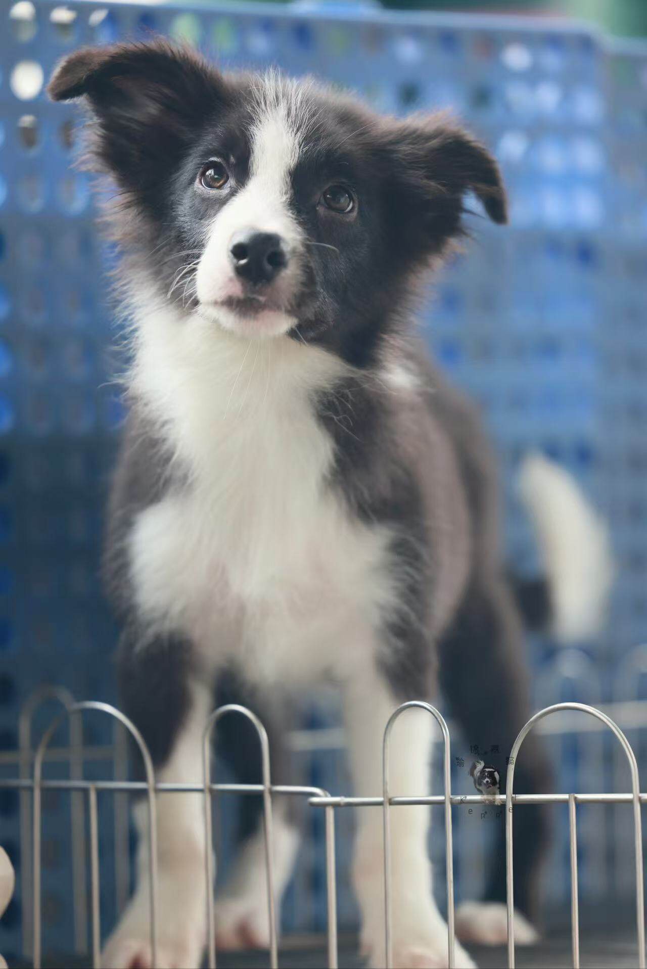 纯种边牧幼犬非混血边境牧羊犬黑白边牧金边看家护院高智商宠物狗