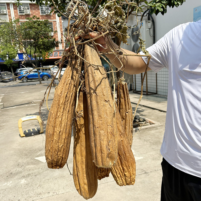 天然整根丝瓜囊络烙瓤子带皮煮水喝通奶通乳中药材食用散结的功效