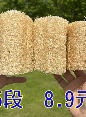 大号天然丝瓜络泡水变软丝瓜瓤子