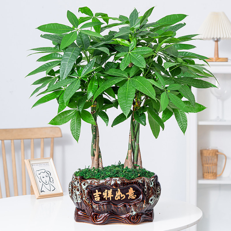 五福发财树盆栽辫子造型大颗老桩植物室内客厅办公室好养招财绿植