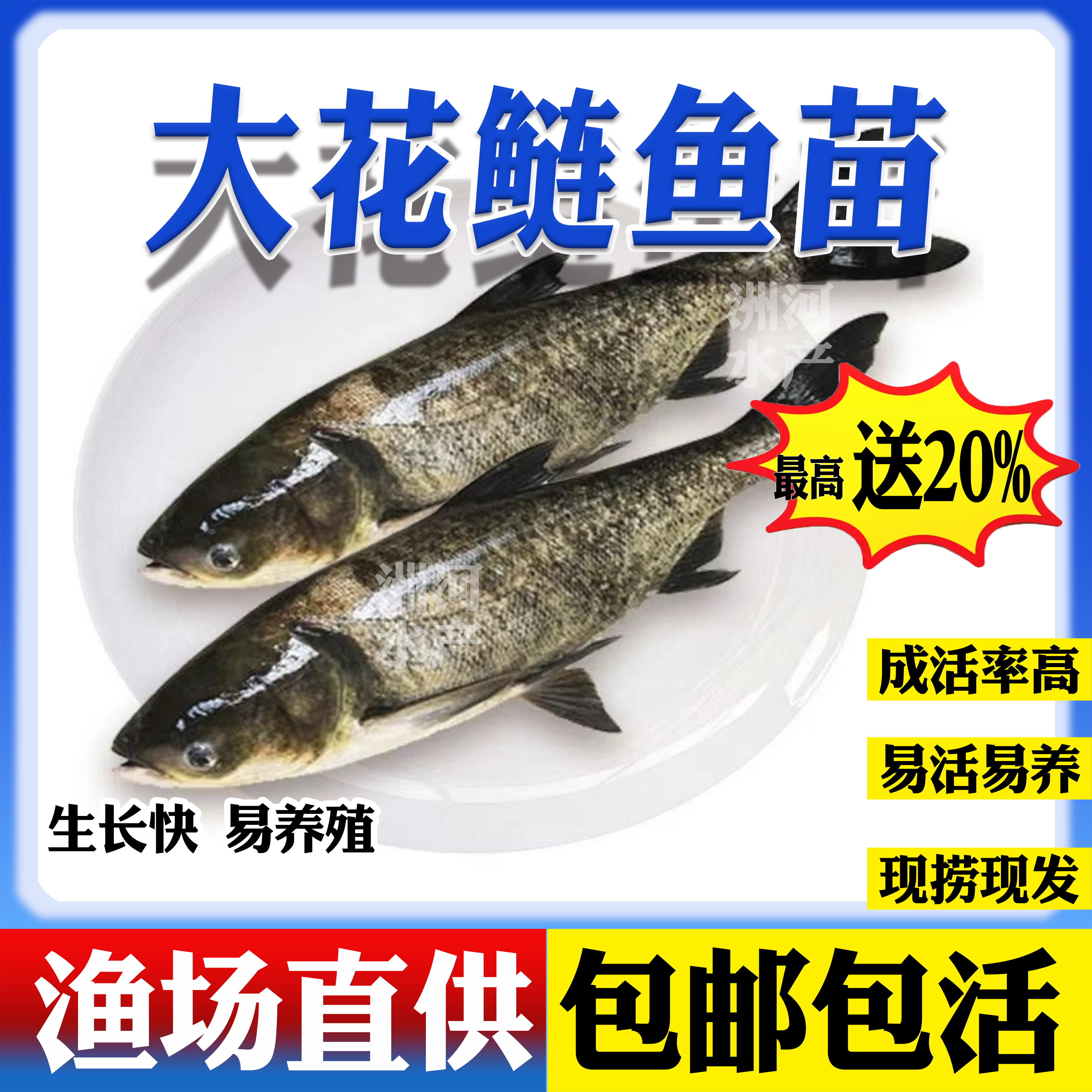花鲢鱼苗大头鱼批发淡水