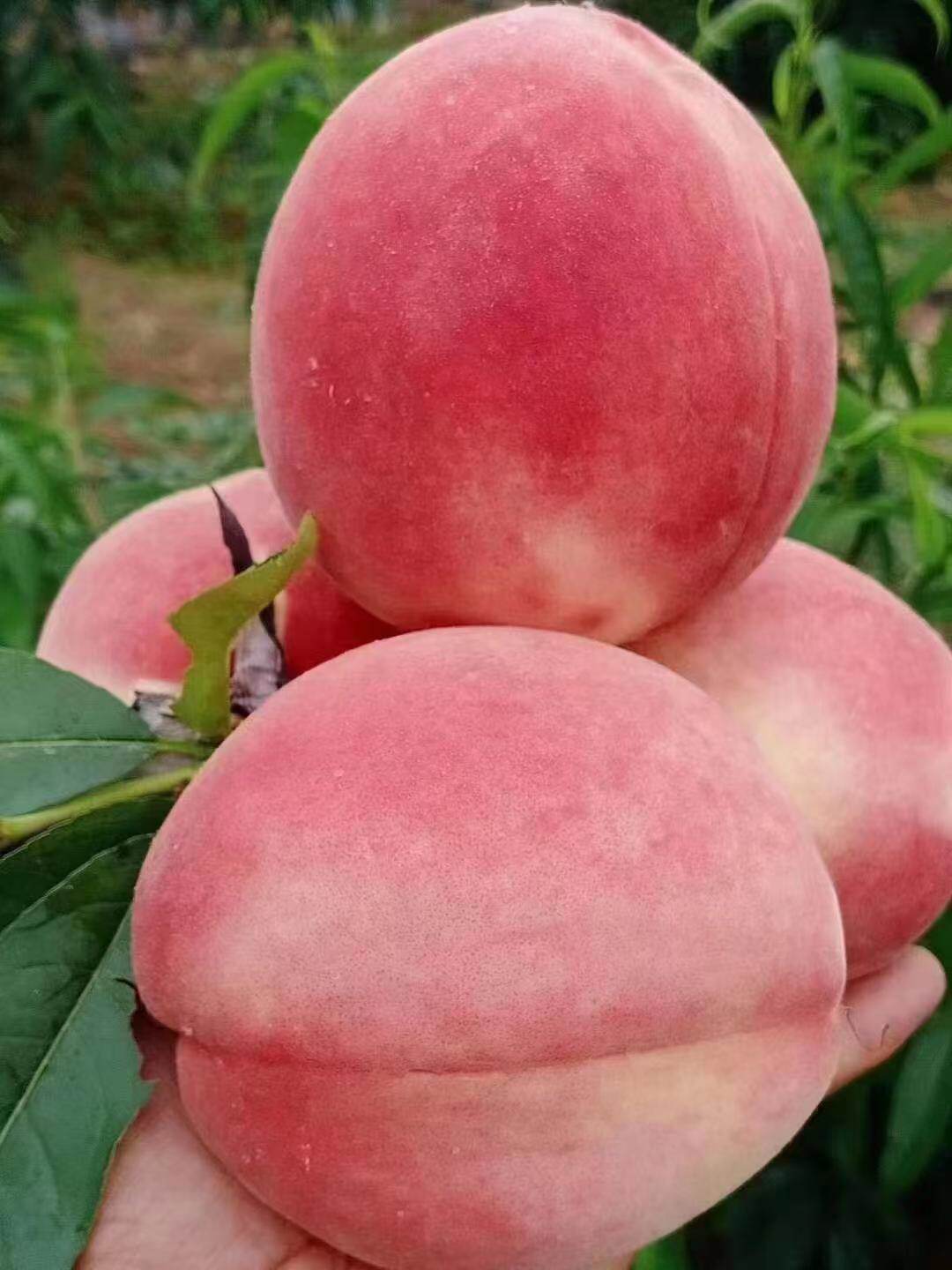 秦安水蜜桃天水秦安蜜桃孕妇儿童果园现摘产地直发