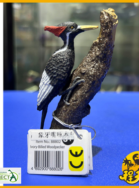 英国CollectA我你他象牙喙啄木鸟88802 仿真动物鸟类模型玩具教具