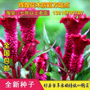 地被花卉鸡冠花种子鸡髻花鸡冠盆栽鸡冠花种籽盆栽带花苗四季种孑