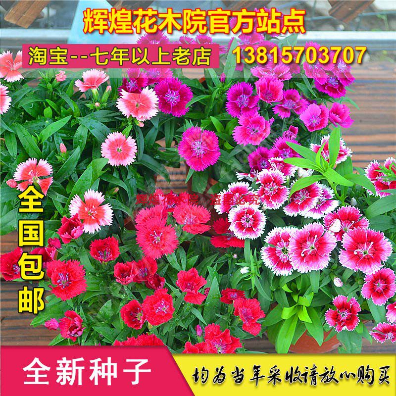 花卉种籽五彩石竹花种子四季开花易种室内盆栽多年生室外庭院包邮