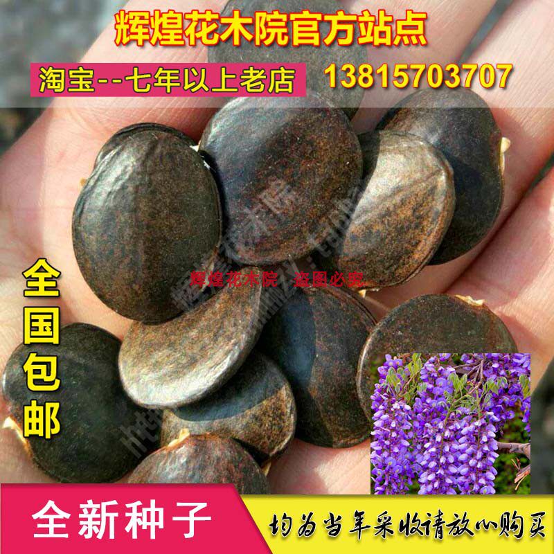 花卉种籽紫藤花种子紫藤种孑爬藤家庭园艺种子