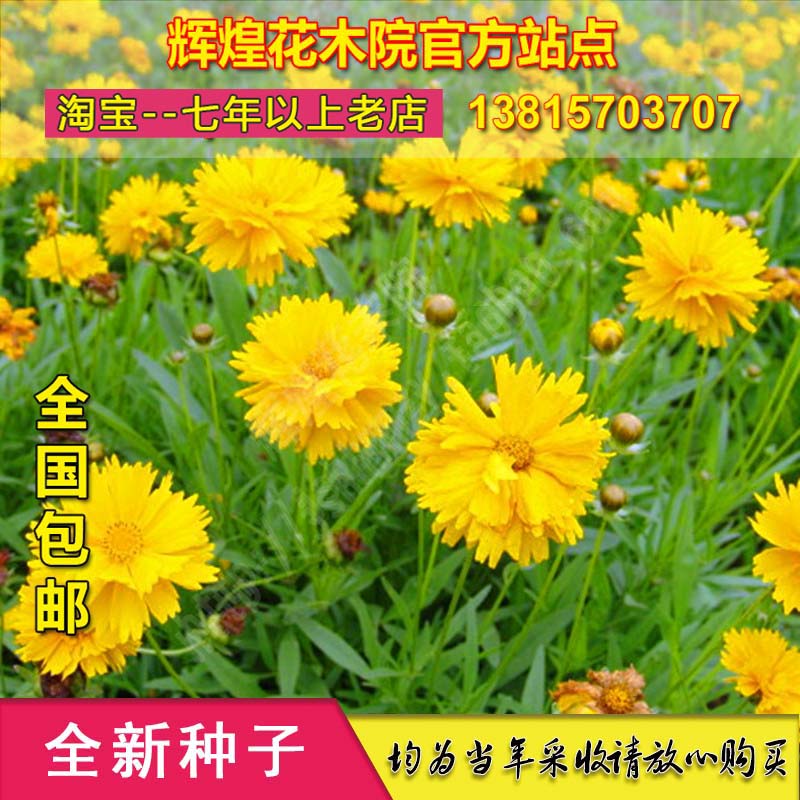 金鸡菊庭院阳台盆栽四季花卉种子