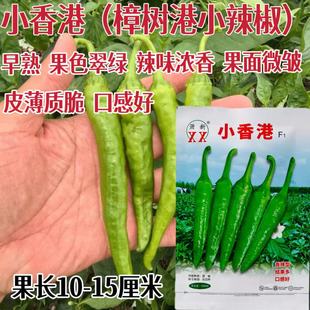 蔬菜瓜果四季青椒种子大全辣椒朝天椒尖椒种籽大田种高产樟树港椒