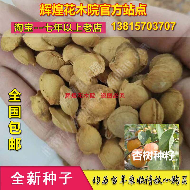 果树种子杏树种籽杏子苗李子种孑山杏树种籽春夏秋冬种植出芽率高