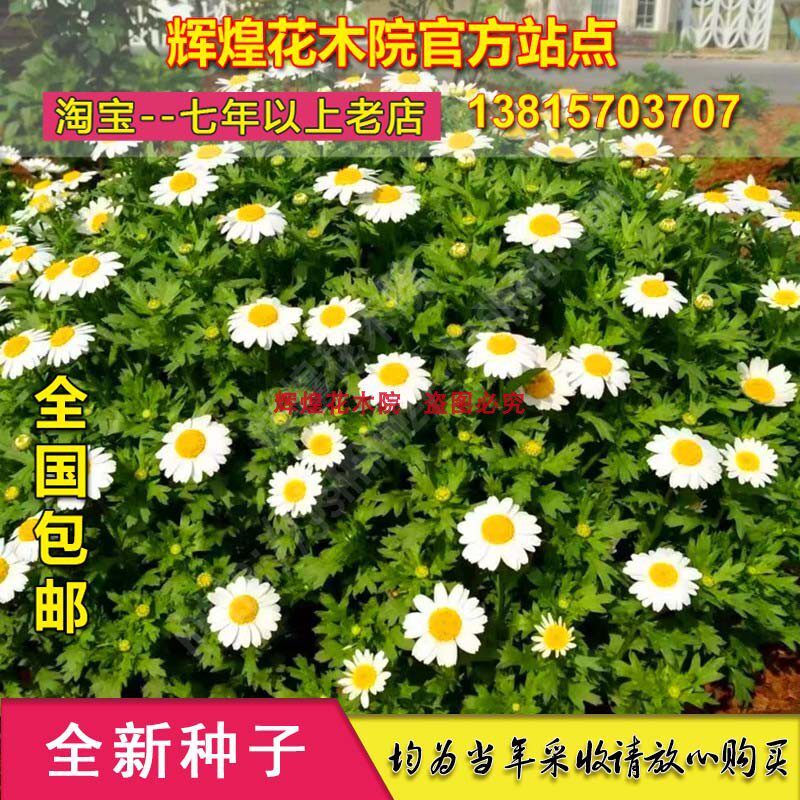 花卉种子菊花种子白晶菊种籽白菊花种孑盆栽地理种植绿化观赏包邮