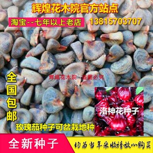 洛神花种子玫瑰茄种籽阳台花卉种孑可盆栽地里面种植四季高产包邮