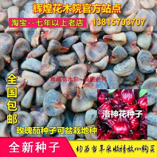 洛神花玫瑰茄地里四季包邮种子