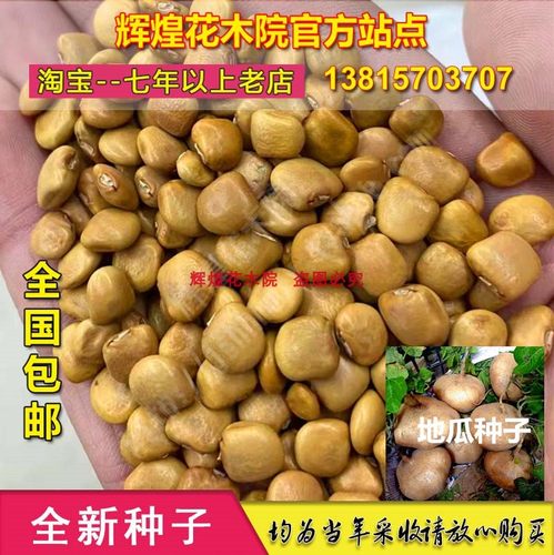 蔬菜种子新采地瓜种子水果地瓜种籽牧马山地瓜苗种孑清凉土瓜高产 - 封面