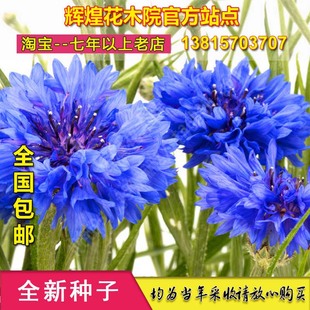 多色矢车菊种子蓝芙蓉种矢车菊花籽盆栽带花矢车菊花种孑四季观赏