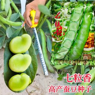 蔬菜瓜果蚕豆种子大全大蚕豆种籽七粒香蚕豆籽种秋冬高产早熟粒大