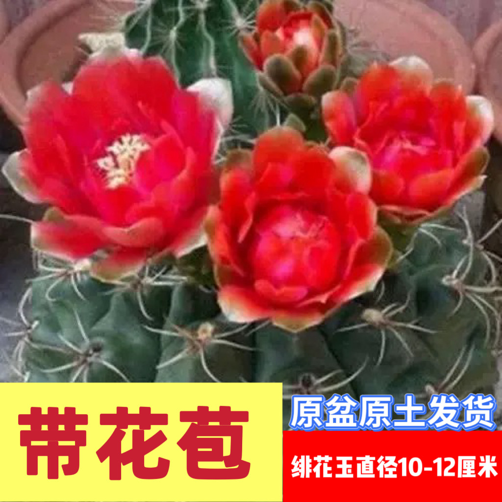 会开花的绯花玉仙人球桌面盆栽图片
