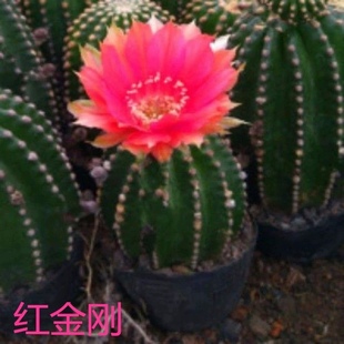 黑金刚会开花的仙人球办公室内桌面绿植好养易活多肉植物防辐射