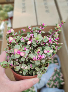 金玉满堂多肉雅乐之舞金枝玉叶办公室内绿植好养易活盆栽防辐射