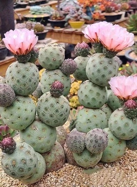 习志野仙人球开花团扇属稀有贵好养易活多肉植物盆栽可变紫仙人掌
