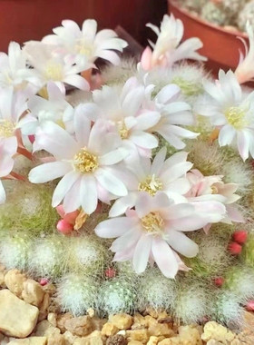 银蝶粉蝶白花子孙球多肉好养