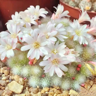 银蝶丸粉蝶丸宝山属仙人球白花子孙球室内阳台防辐射好养多肉植物