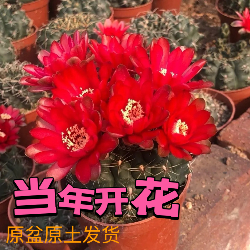 会开花的仙人球绯花玉办公室内桌面盆栽防辐射多肉植物开花仙人球