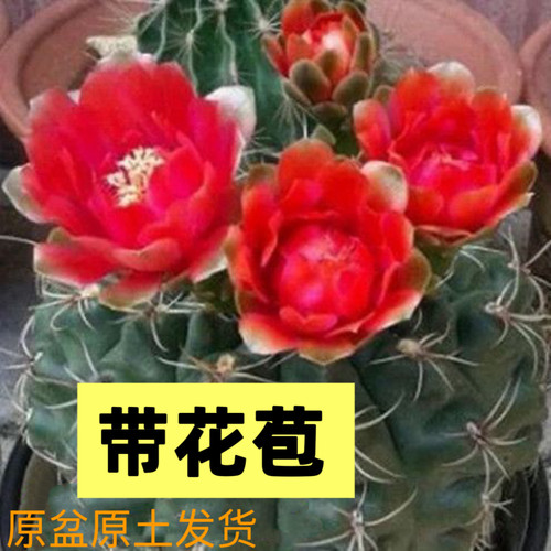 会开花的仙人球绯花玉净化空气