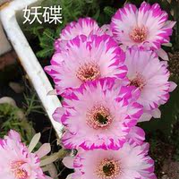 The large-flowered, charming yellow flower bed, the potted cactus of the Kreyssa cactus, is a good succulent plant to grow in the office thumbnail 6