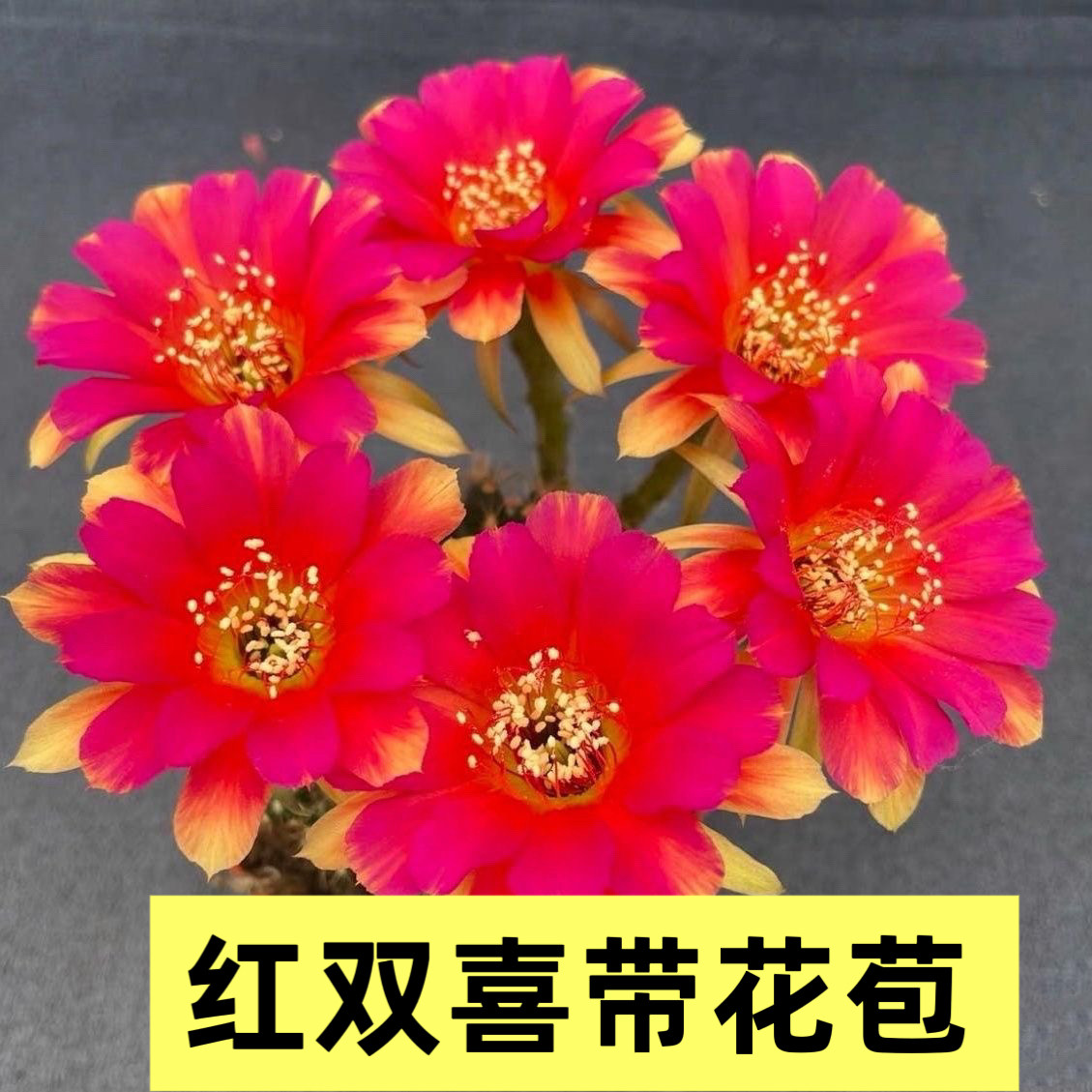 红双喜仙人球易养爆盆防辐射