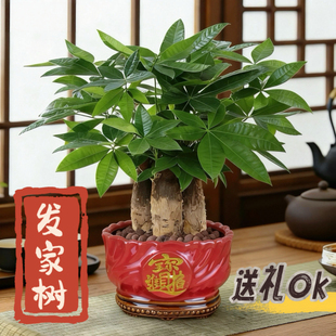 发财树小盆栽室内好养乔迁新居送礼办公室桌面绿植招财净化空气