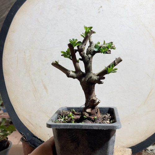 66大树型老桩白花长寿梅