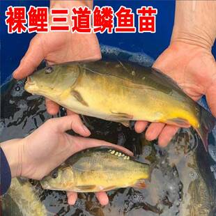 裸鲤鱼苗裸斑鱼三道鳞食用大型裸斑鱼无甲无磷鲤鱼刺少肉多淡水养