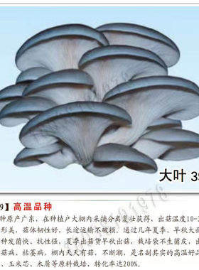 大叶39新选700中高温平菇菌种