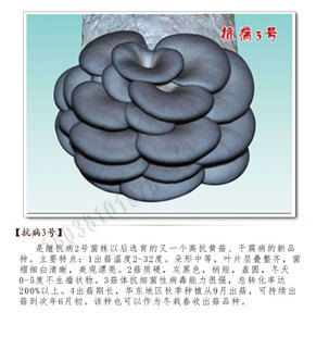 平菇菌种 原种 栽培种抗病3号 特抗650  二级种三级种 麦粒枝条种
