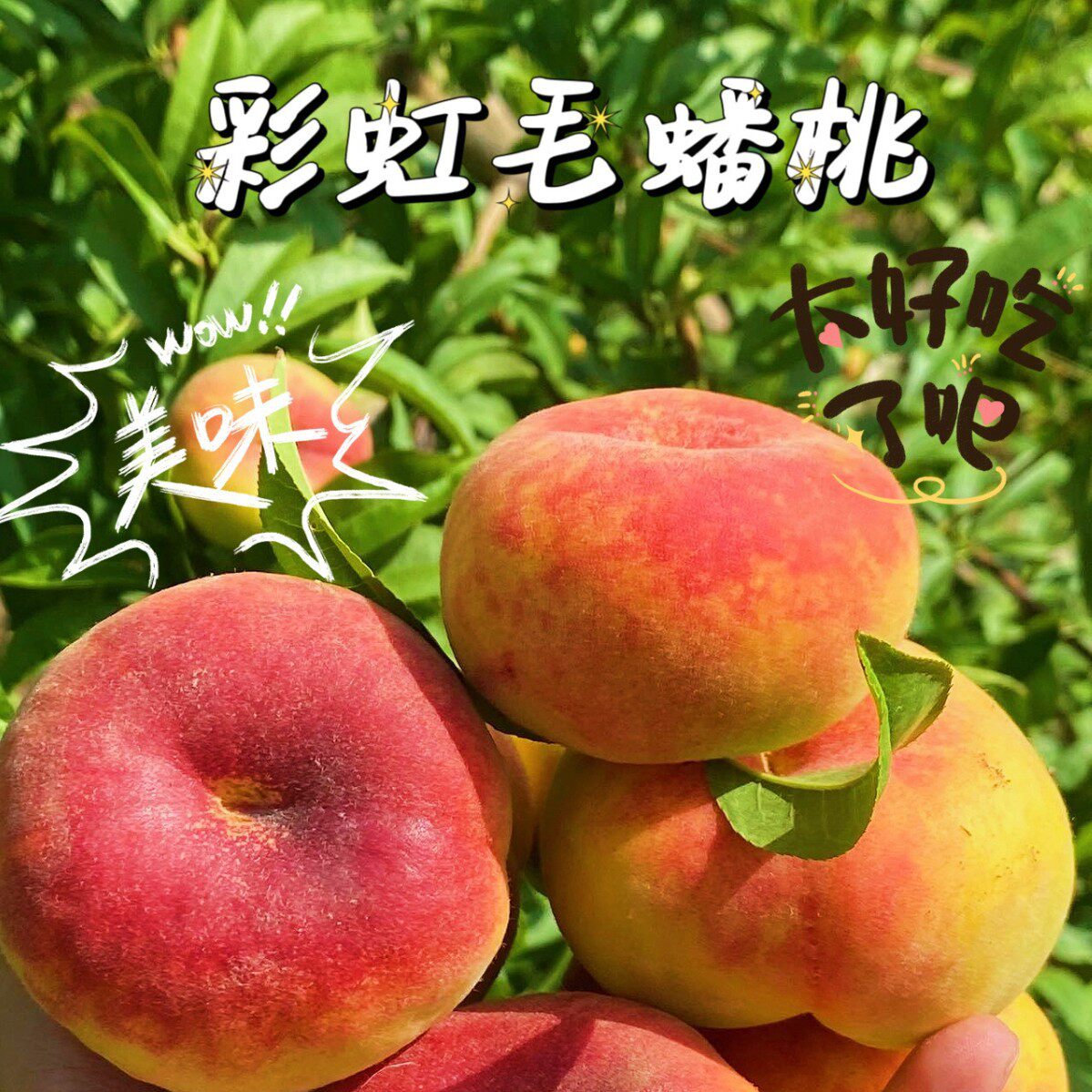 陕西大荔彩虹蟠桃黄桃新鲜现摘黄金蜜桃毛桃黄肉脆甜桃子水果4.5J