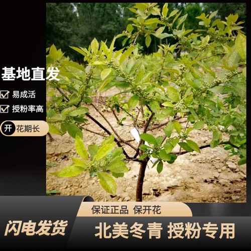 北美冬青公树授粉雄株盆栽绿植庭院树苗耐寒易成活阳台办公桌