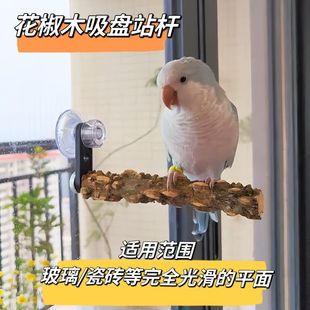 鹦鹉花椒木站杆吸盘站架子站棍磨爪玄凤虎皮专用鸟用墙面玻璃站台
