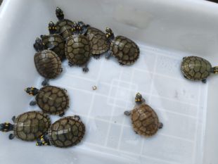 黄头侧颈龟忍者神龟深水鱼缸龟宠物龟圆澳侧颈龟沼泽侧颈龟黄头苗