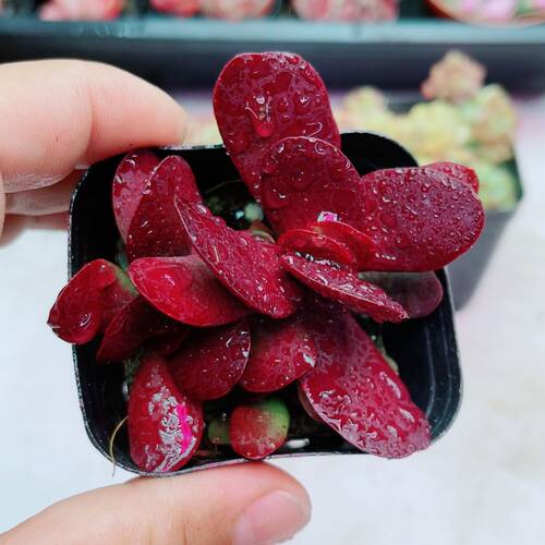 带盆紫蝶   满9.9元包邮多肉植物