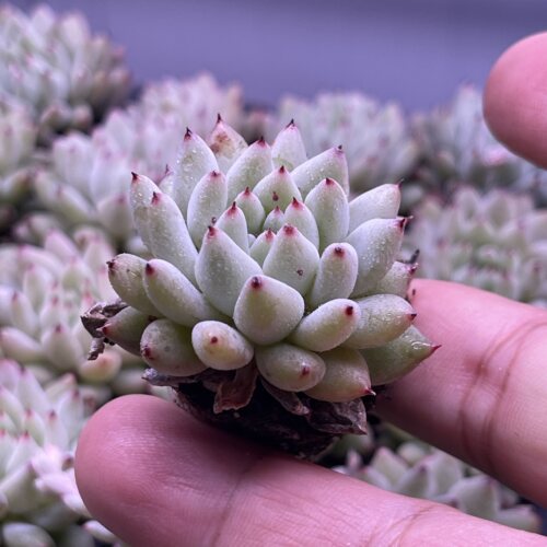 小胖丁3厘米左右满9.9元包邮多肉植物